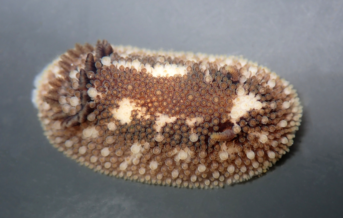 Barnacle-eating dorid