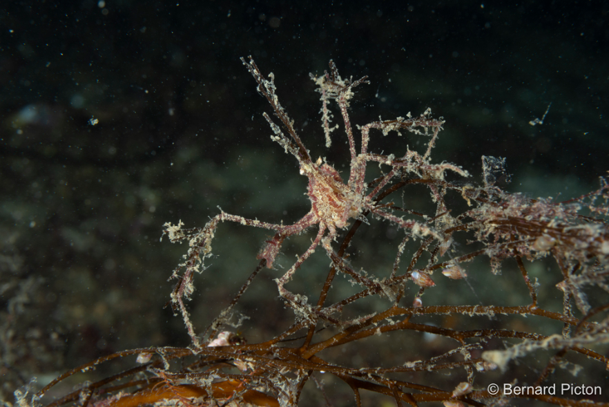 Long-legged Spider Crab