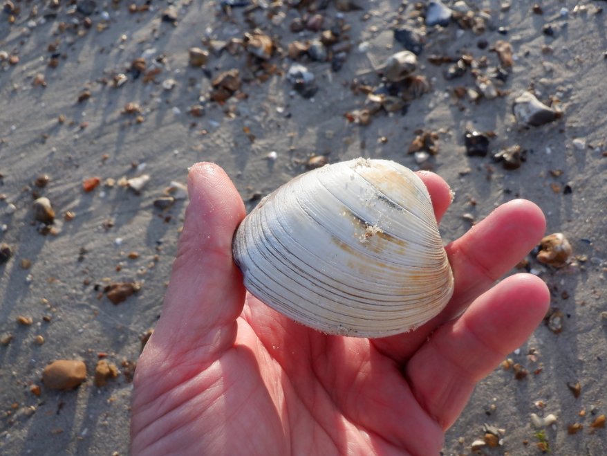 Northern Quahog