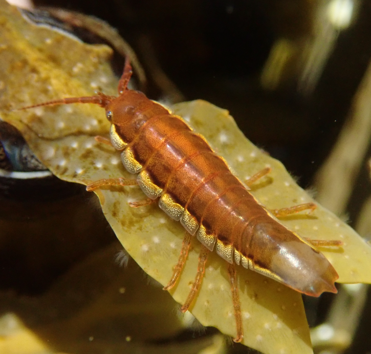 Baltic isopod
