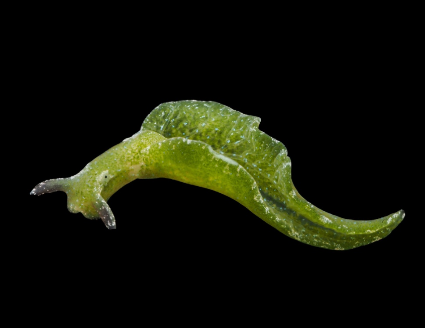 Solar powered sea slug