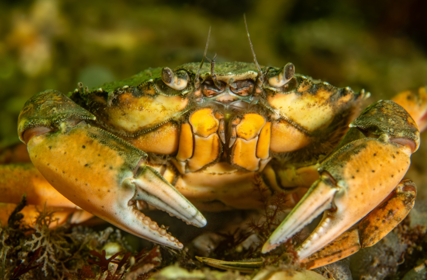 European green crab