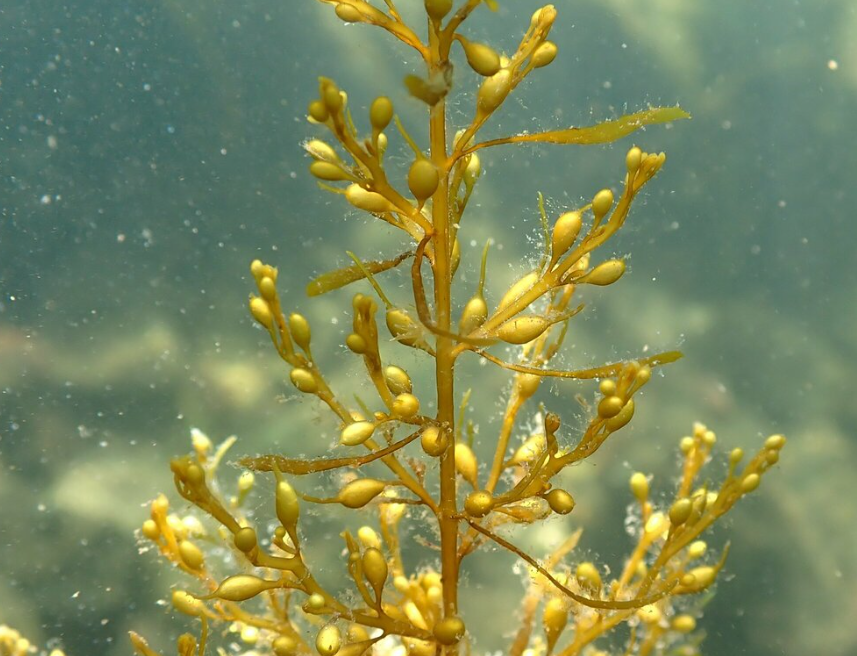 Japanese wireweed