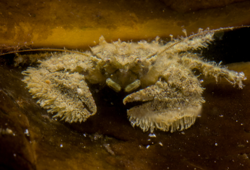 Hairy porcelain crab