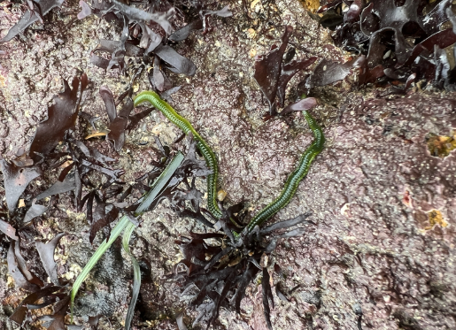 Emerald Green Paddle Worm