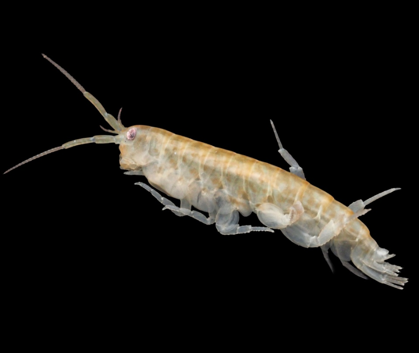 Mediterranean Beach Hopper