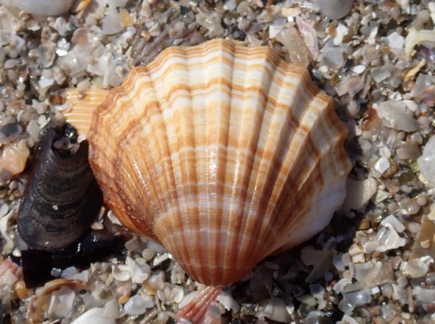Poorly-ribbed Cockle