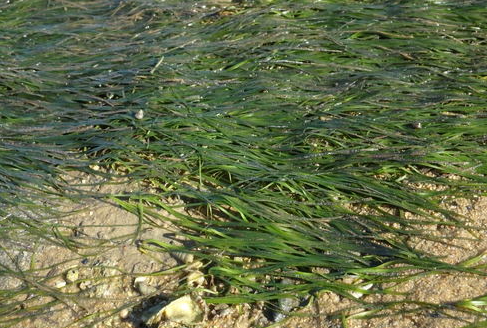 Dwarf eelgrass