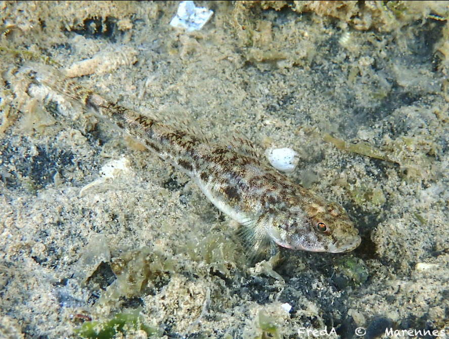 Common goby