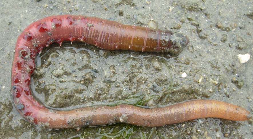 Blow lugworm