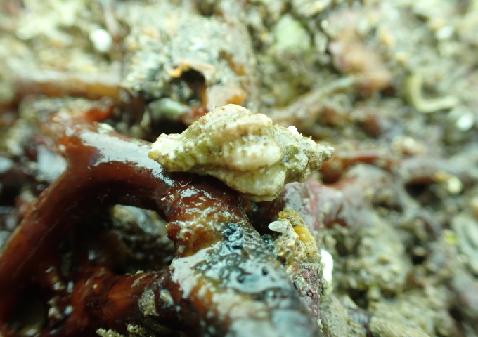 European Sting Winkle