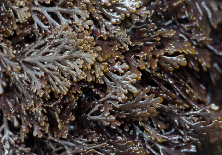 Pepper Dulse