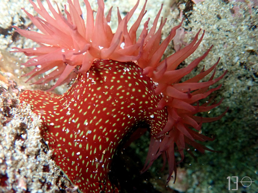 Strawberry Anemone