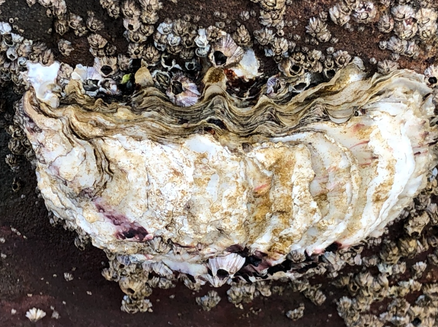 Pacific Oyster