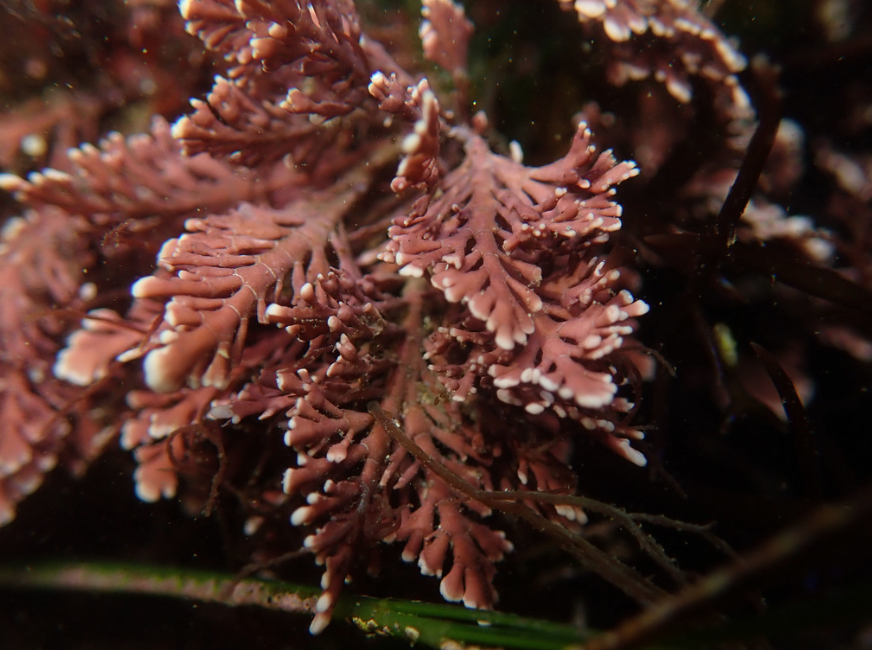 Common Coralline