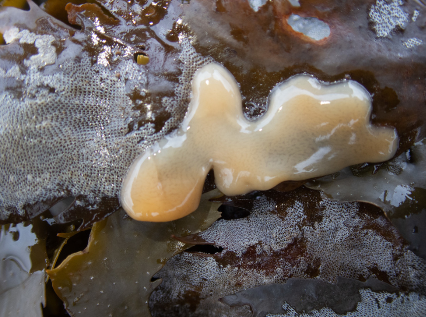 Yellow Gelatine Sponge