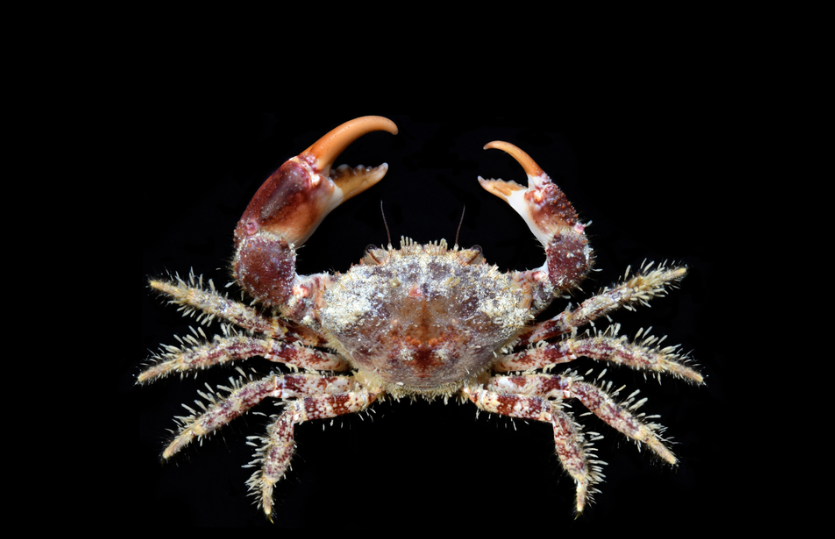 Hairy crab