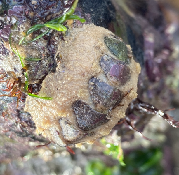 Acanthochitona fascicularis