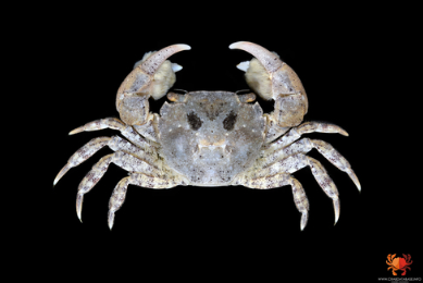  Brush-clawed Shore Crab