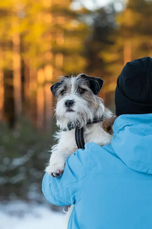 Pas leži na jastuku pored novogodišnje jelke i kamina