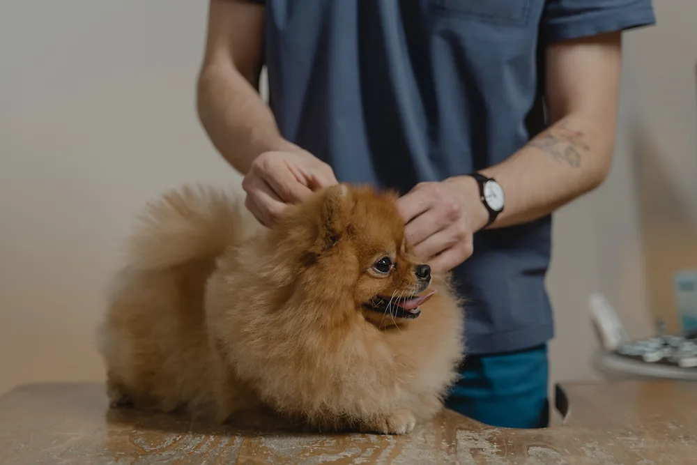 Veterinar pregleda psa u ambulanti kako bi proverio prisustvo krpelja i drugih spoljašnjih parazita na koži i dlaci ljubimca.