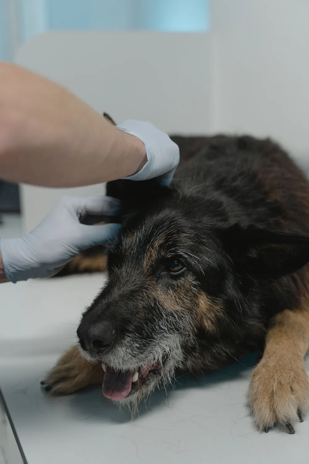 Veterinar pregledava kožu i dlaku psa u potrazi za krpeljima i drugim spoljašnjim parazitima tokom redovnog veterinarskog pregleda.