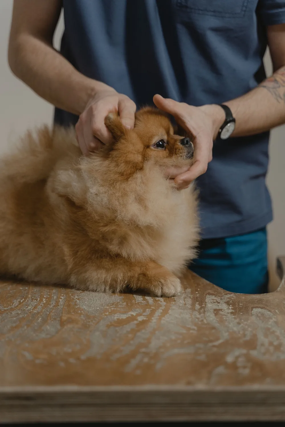 Veterinar pregledava psa zbog sumnje na bolest koju prenose krpelji i procenjuje njegovo opšte zdravstveno stanje.
