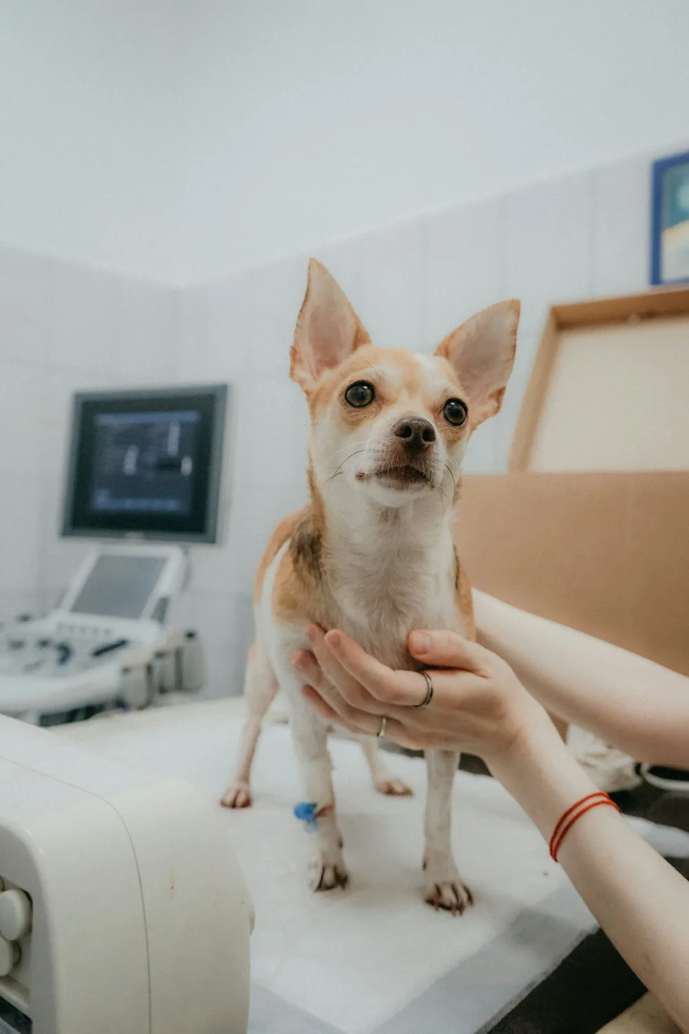 Pas na veterinarskom pregledu radi dijagnostike i lečenja bolesti koje prenose krpelji, poput babezioze, erlihioze i anaplazmoze.