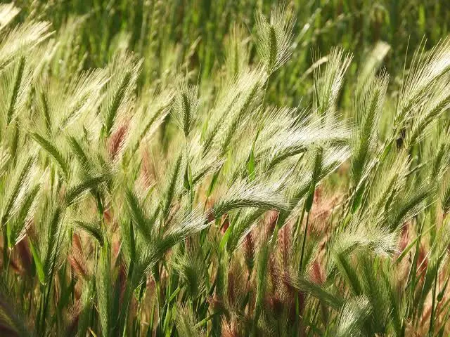 Popino prase biljka u prirodi