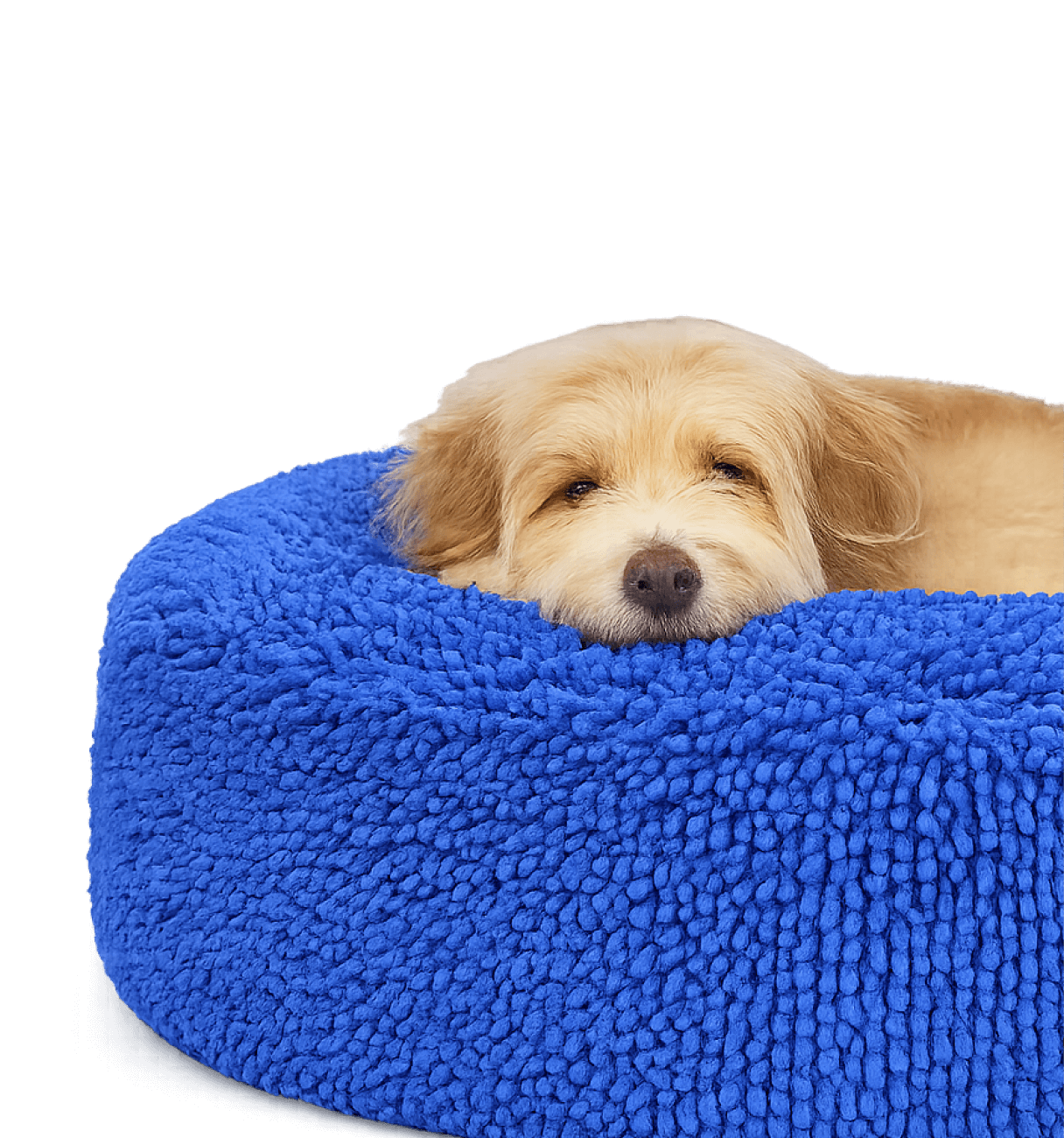 Light brown dog resting its head on a fluffy bright blue pet bed.