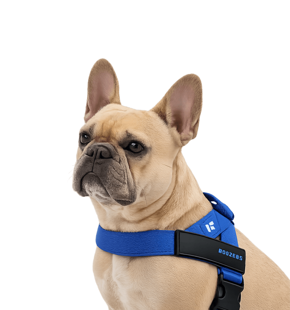 Light tan French Bulldog wearing a blue harness with a black buckle and blue lettering.