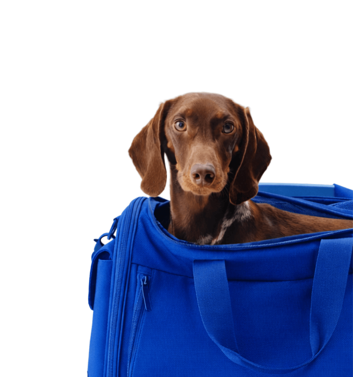 Brown dachshund dog sitting inside a blue travel bag looking forward.