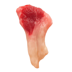 Raw beef tendon with red muscle and creamy white connective tissue, glossy and fibrous, ready for dog treats