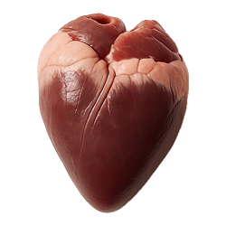 Fresh raw pork heart with a deep red colour and smooth, glossy texture, ideal for natural dog nutrition and healthy diets