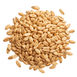 Pile of golden-brown oat groats with smooth, oval grains, perfect for natural dog food recipes