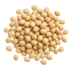 Pile of round, pale yellow soy bean seeds with a smooth texture, commonly used in Australian dog food and treats