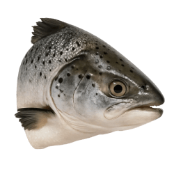 Fresh salmon head with silver-grey scales, dark spots and glossy texture, perfect for natural dog nutrition