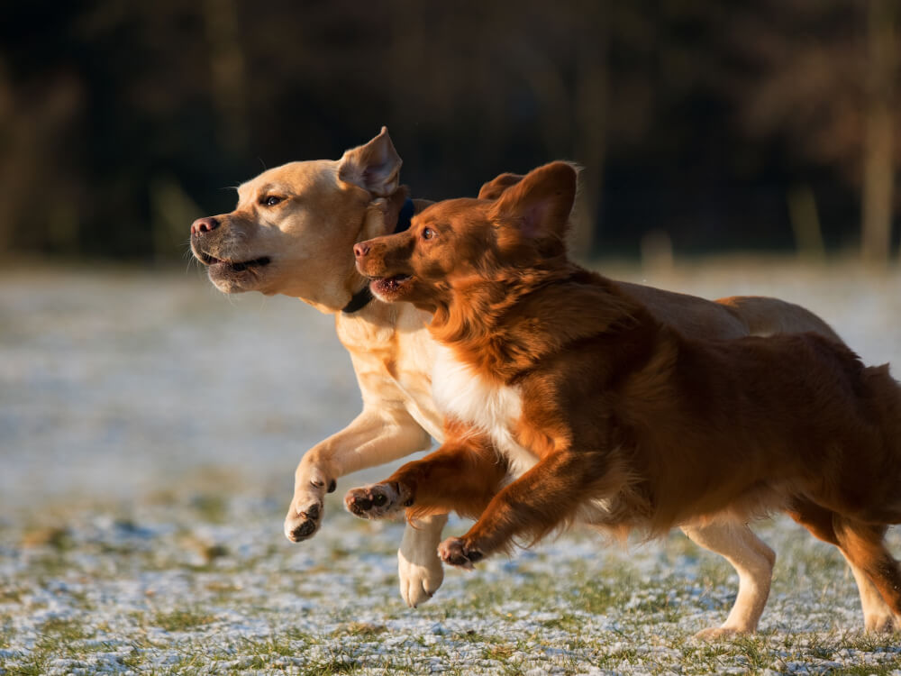 Joint supplements are one of the most common products dog owners reach for — but the science behind them isn't as straightforward as the packaging suggests.