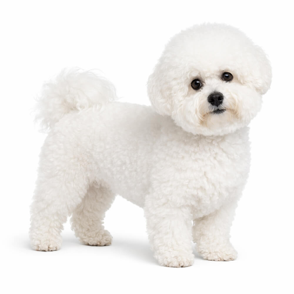 Bichon Frisé