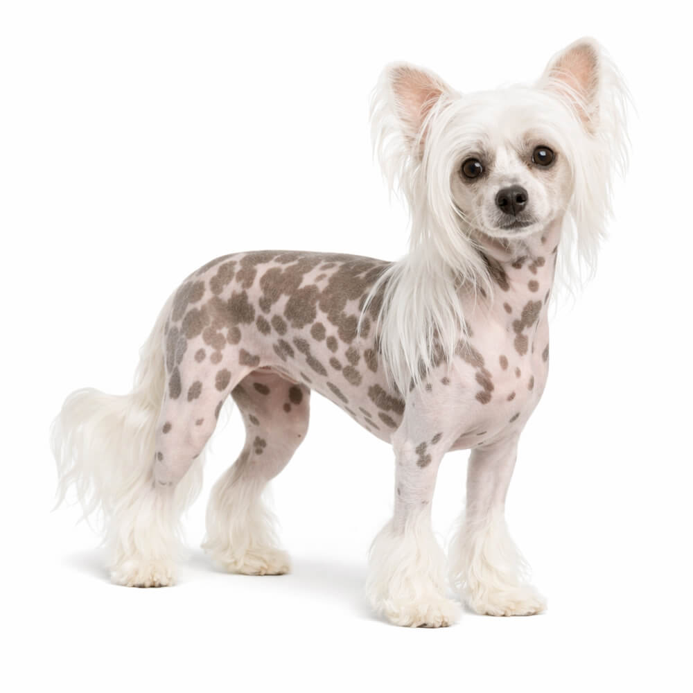 Chinese Crested Dog