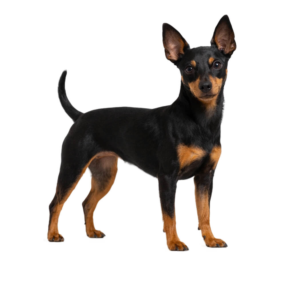 English Toy Terrier (Black and Tan)