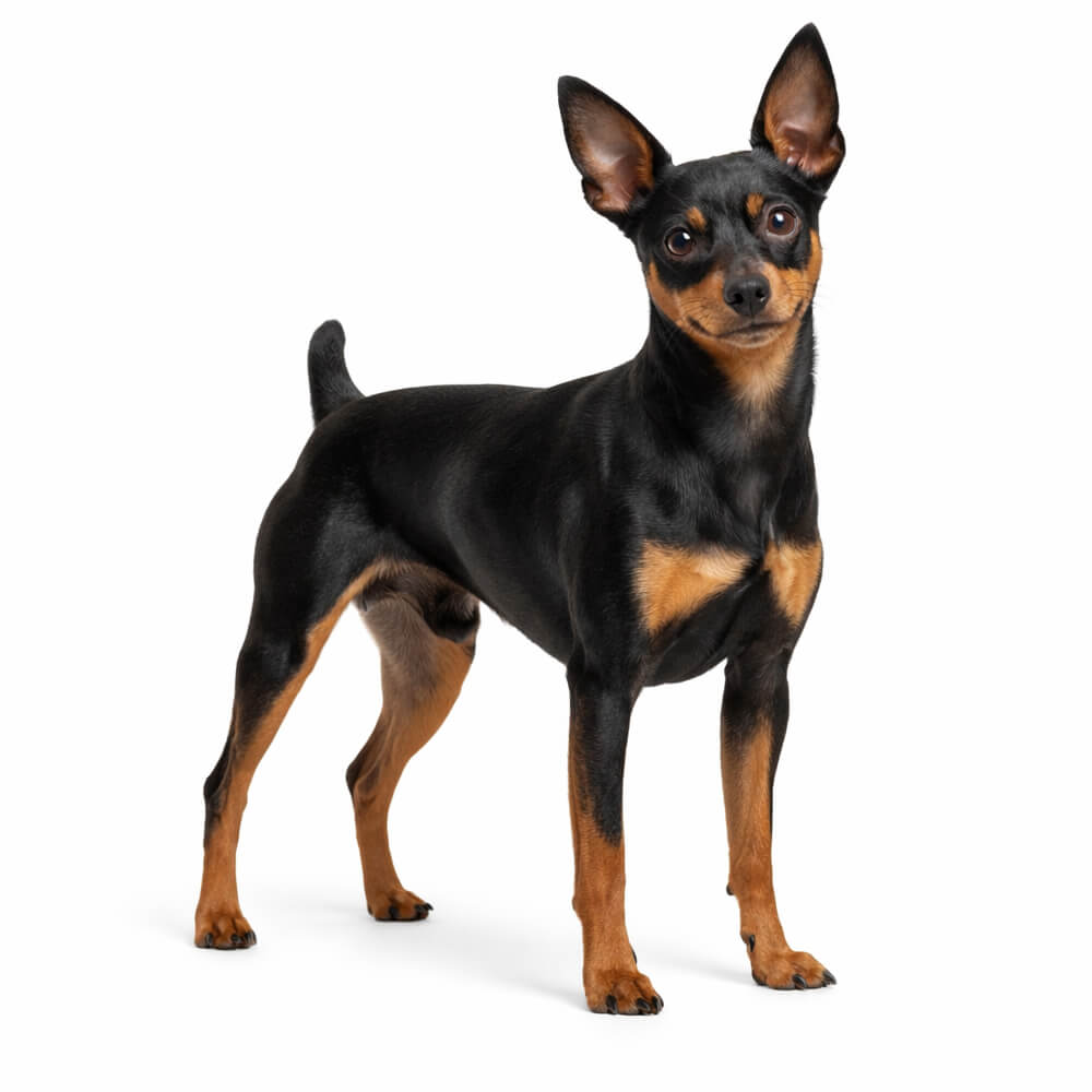 Miniature Pinscher