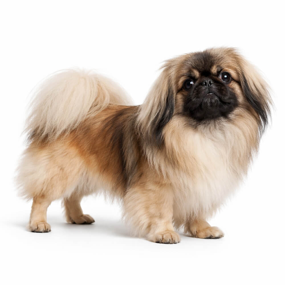 Pekingese