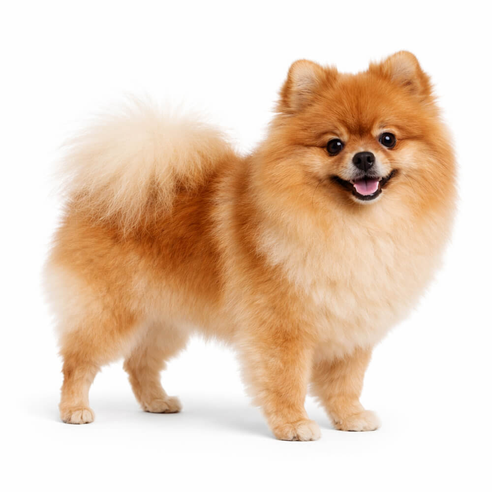 Pomeranian