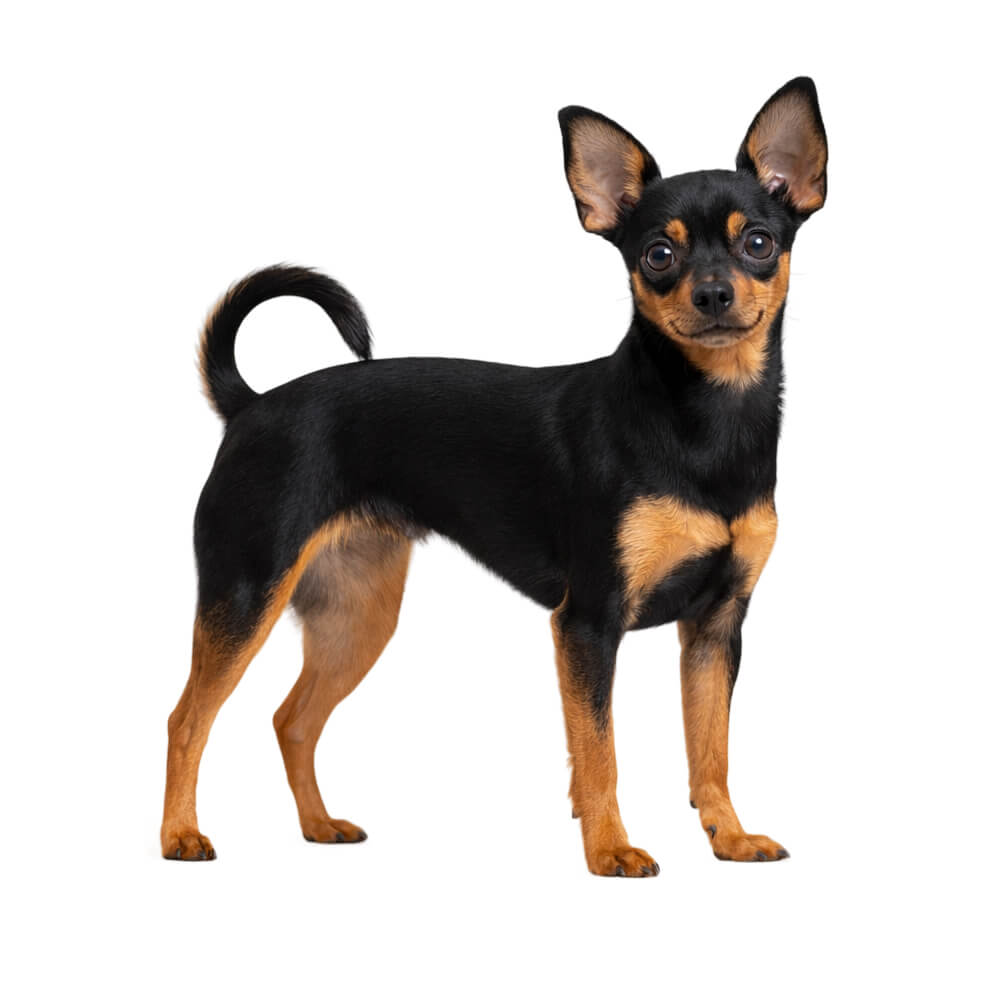 Russian Toy (Smooth Haired)