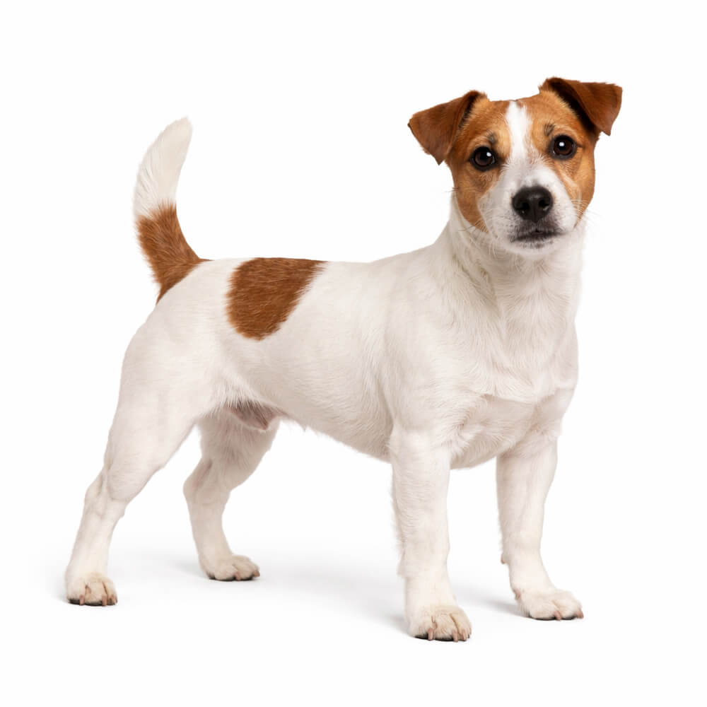 Jack Russell Terrier