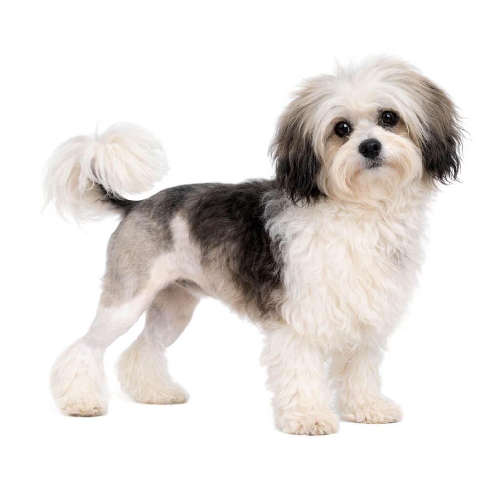 Lowchen (Little Lion Dog)