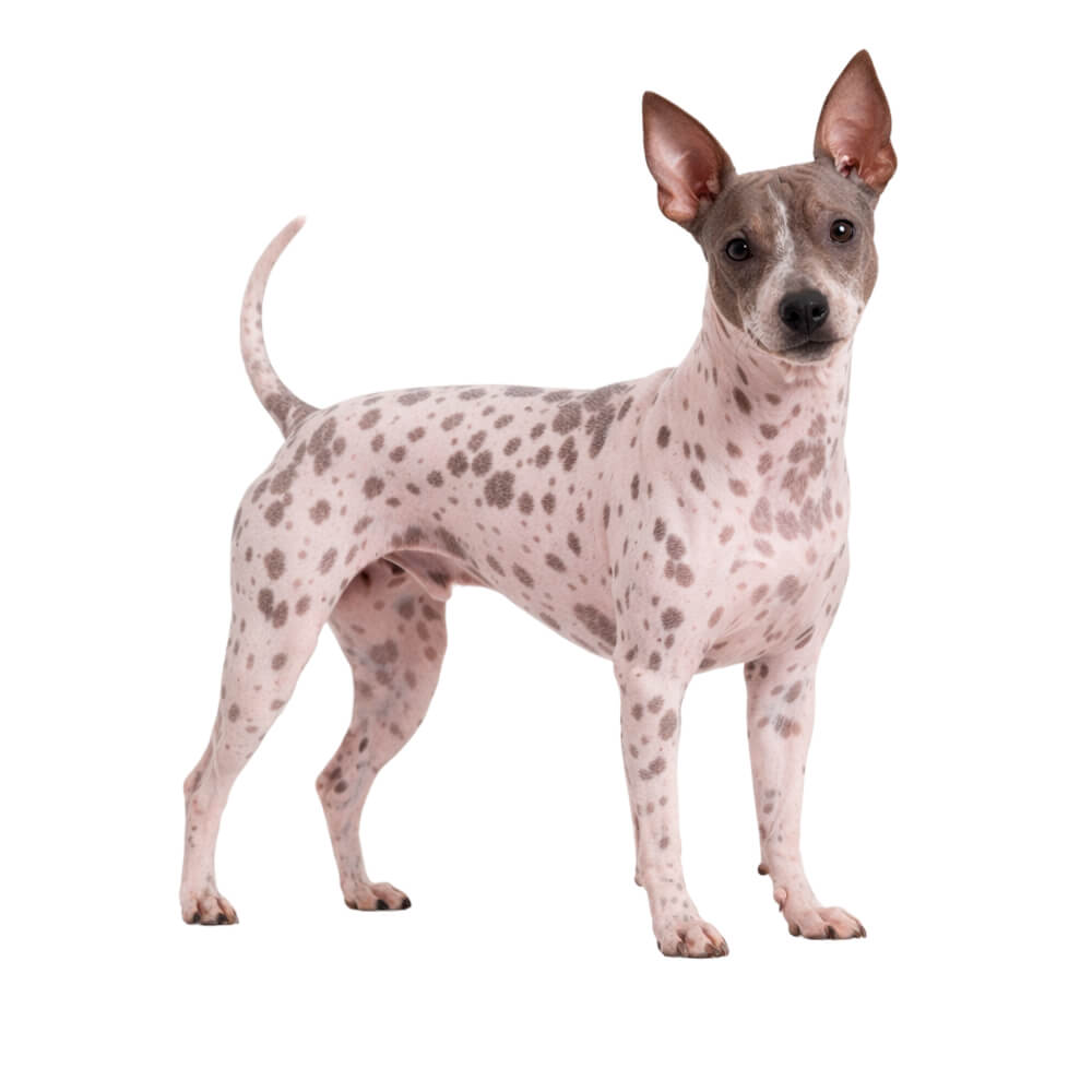 American Hairless Terrier