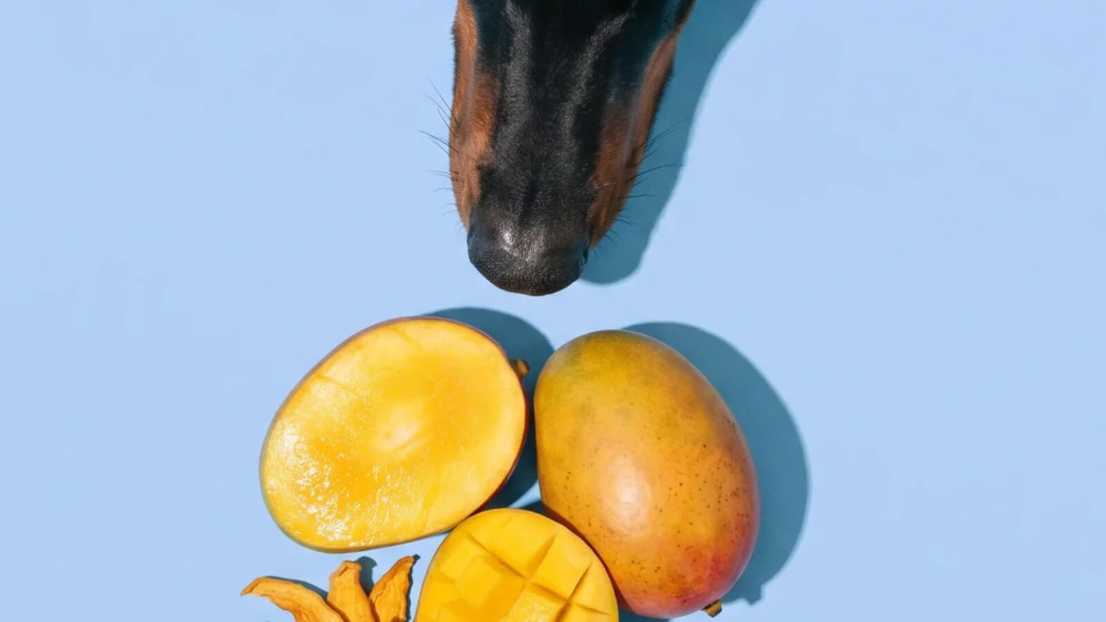 While a single stone is unlikely to cause cyanide poisoning, it's another reason to keep it well away from your dog.