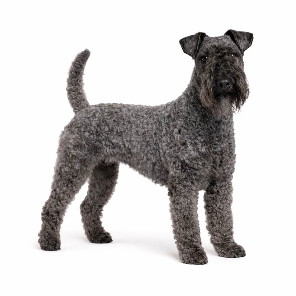 Kerry Blue Terrier